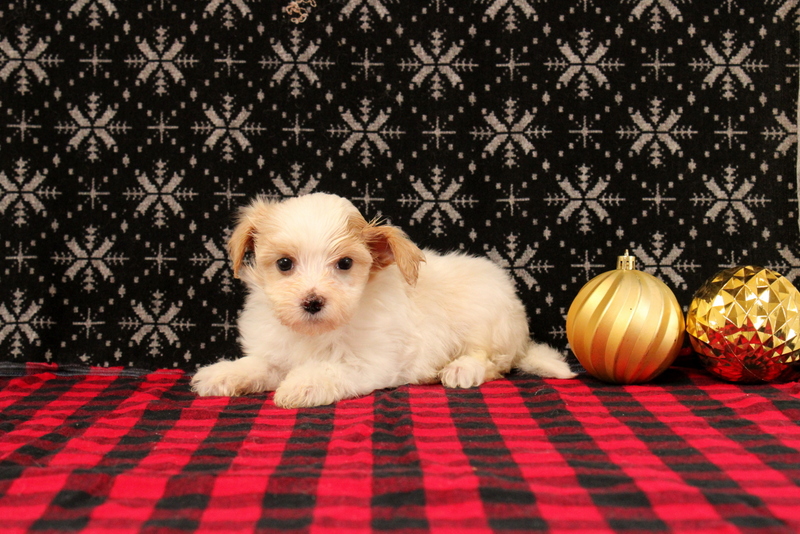puppy, for, sale, Maltipoo, Matthew B. Stoltzfus, dog, breeder, Gap, PA, dog-breeder, puppy-for-sale, forsale, nearby, find, puppyfind, locator, puppylocator, aca